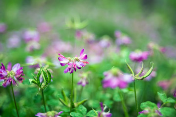 Ziyun Ying/Purple flowers/Hazy dreamy flower background