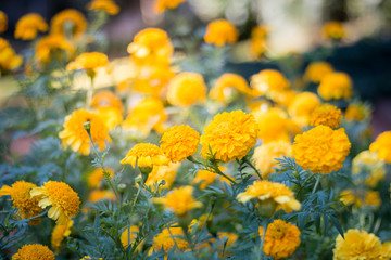 Beautiful yellow flowers in the garden