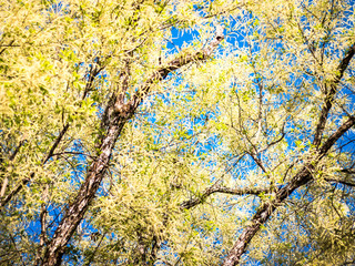 Trees with light green leaves.