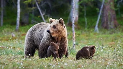 Abwaschbare Fototapete Kanada Bärenmutter und ihre drei kleinen Welpen