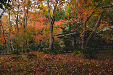 祇王寺　紅葉