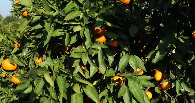Tangerine trees plantations 7