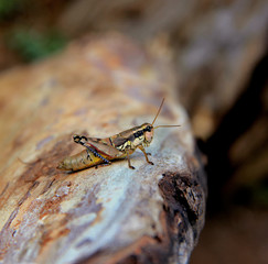 scene with a grasshopper on a tree