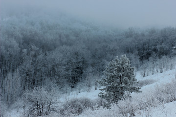 Fototapeta na wymiar winter morning with fairy trees in the fog