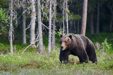 Obraz na płótnie Canvas Wild brown bear (Ursus arctos).