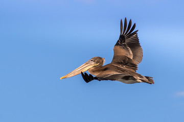 Obraz premium Brown pelican flying; blue sky background;