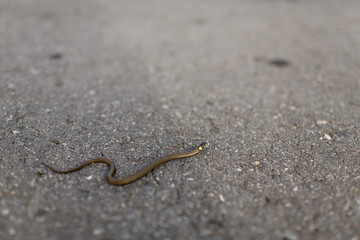 snake on rock