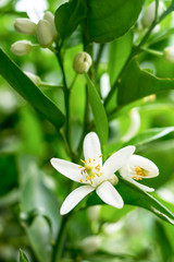 White citron flower