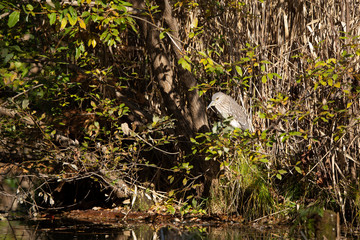Naklejka na ściany i meble Juvenile black crowned night heron stands in a bush by a pond.