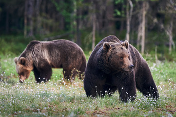 Brown bears (Ursus arctos) in the forest