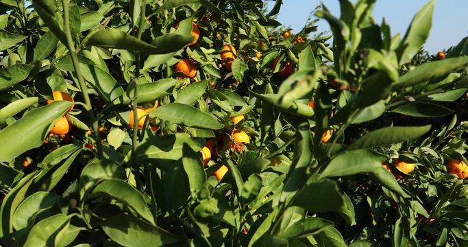 Mandarin trees with fruits on plantation