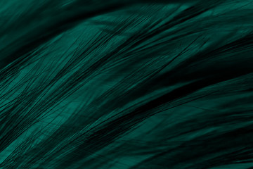 Beautiful dark green turquoise vintage color trends feather texture background