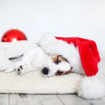 Sleeping dog in christmas hat