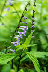 Chinese herbal medicine