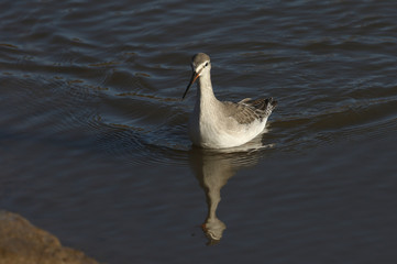 A stunning Spotted Redshank (Tringa erythropus) hunting for food in a sea estuary.