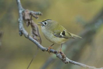 A pretty singing Goldcrest (Regulus regulus) perching on a branch in a tree.