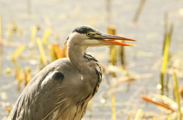 A head shot of a Grey Heron (Ardea cinerea) with its beak open showing its tongue.