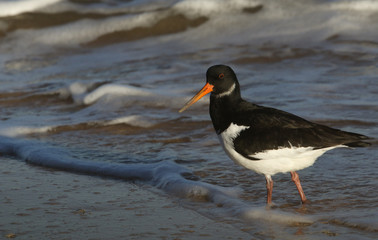A beautiful Oystercatcher (Haematopus ostralegus) searching for food along the shoreline.	