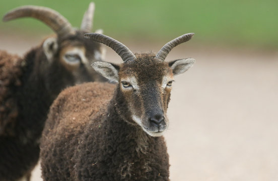 A head shot of a pretty Soay sheep (Ovis aries).