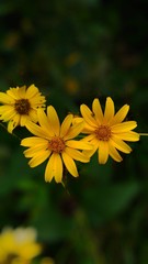 yellow flowers