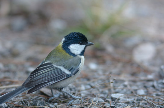 Great Tit,Japanese Tit