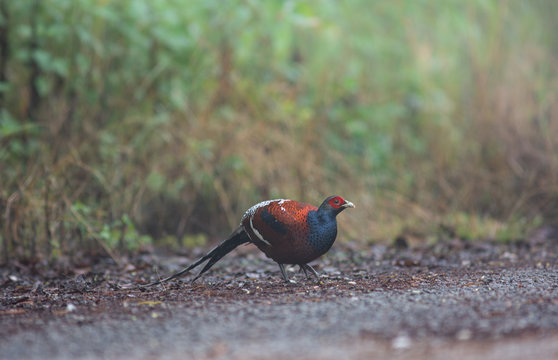 Mrs. Hume's Pheasant, Male, Beautiful Pheasant.