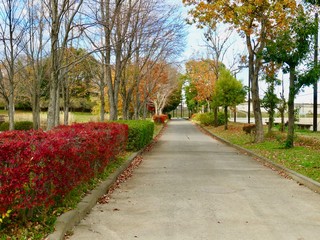 秋の公園の風景