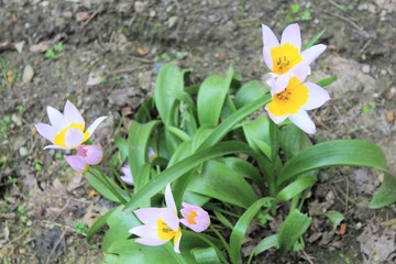 Obraz premium VILLE DE TURIN - TORINO - ITALIE