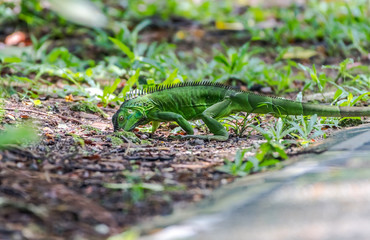 Green Iguana searching for food