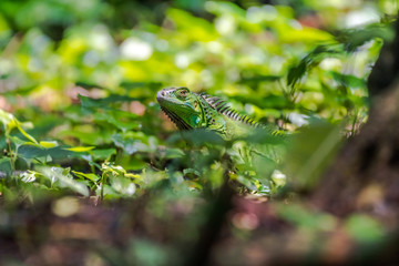 Green Iguana blending in the green