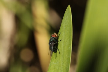 Blow fly sitting on a green leaf blade.