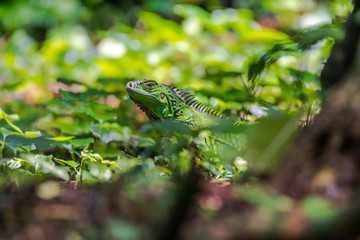 Green Iguana camouflaged in green