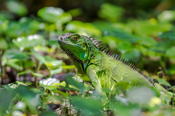 Green Iguana