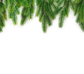 Christmas tree branches on white background as a border or template