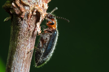 Macro Photo of Hairy Beetle on Tree Stick Isolated on Nature Background