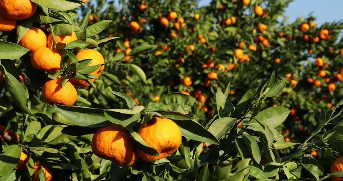 Mandarin trees with fruits on plantation