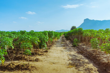 Fototapeta na wymiar View of cassava field in Kanchanaburi, Thailand