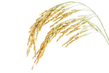 Rice ear of rice on white background