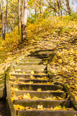 Forest stairs covered with gold autumn leaves