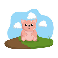 cute pig in the camp