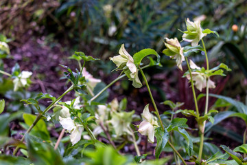 Helianthemum 'The Bride' Rock Rose