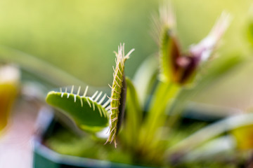 Venus fly trap