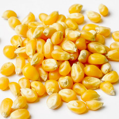 Close up of Dried Corn Kernels Isolated on White Background.