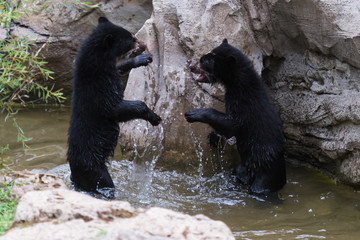 Obraz premium Brillenbären planschen im Wasser