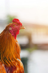 A Chicken in the Temple Riverside From Thailand in Sunset.