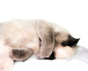A photo of sleeping thai, siamese blue point colored lady cat.