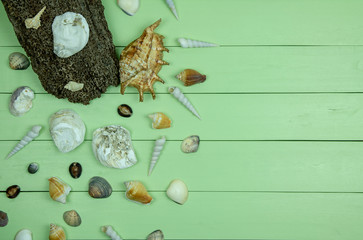 Seashells on green wooden background.