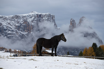 Naklejka premium Horses at Seiser Alm, South Tyrol, Italy