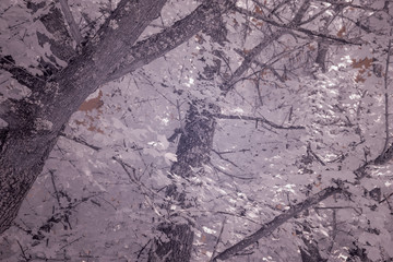 Wald in Infrarot (unbearbeitet)