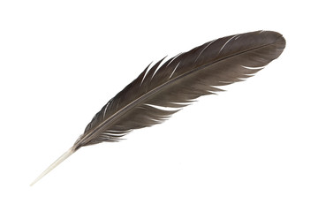 feather isolated on white background